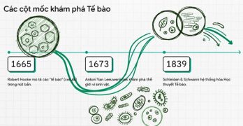 thực vật dược